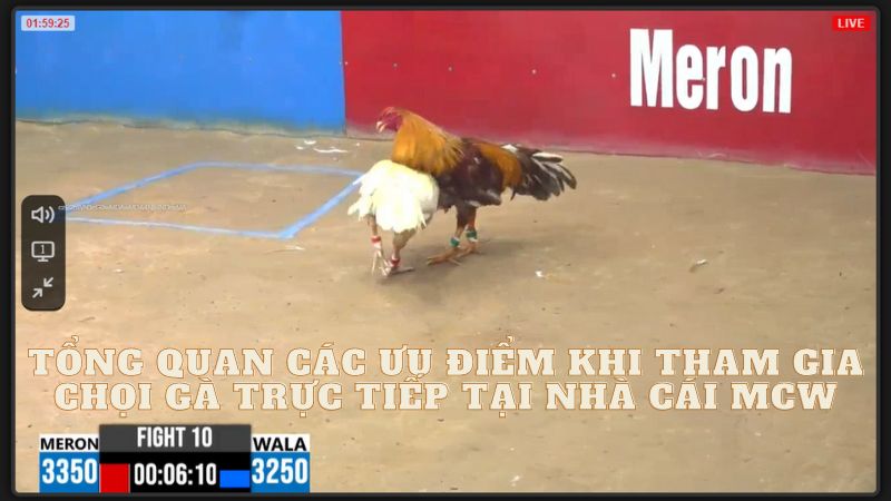 tan-huong-trai-nghiem-choi-ga-truc-tiep-dac-sac-tai-nha-cai-mcw